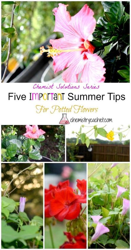 5 Important Summer Tips For Potted Flowers Hometalk 5 Important Summer Tips For Potted Flowers Hometalk