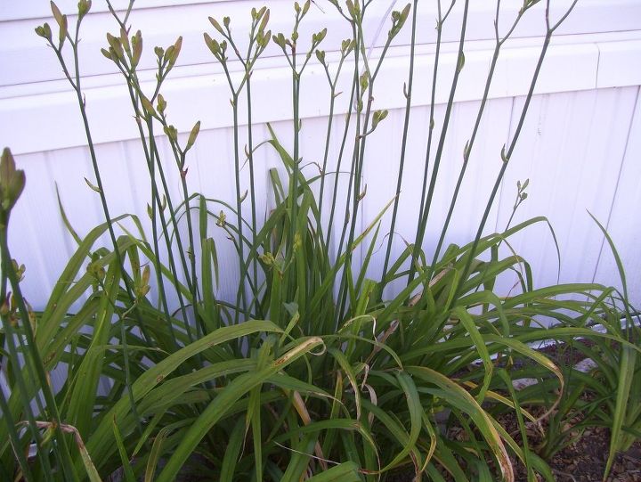 q daylilies, gardening, plant care