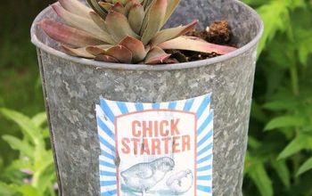 Junk Garden (Hen and) CHICK Starters