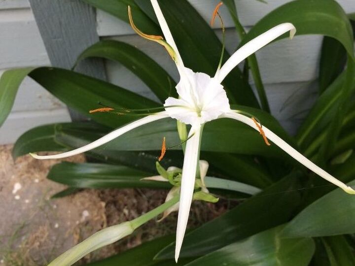 q what kind of flower is this , gardening, plant id