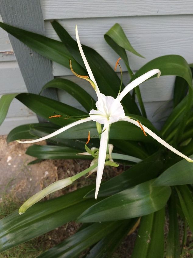 q what kind of flower is this , gardening, plant id