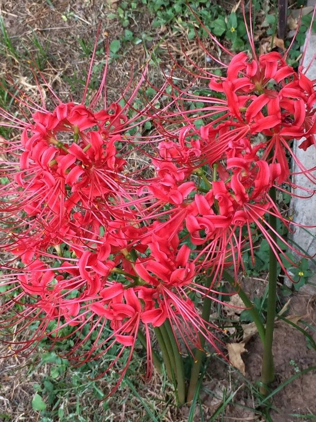 q what do you call this , flowers, gardening, plant id