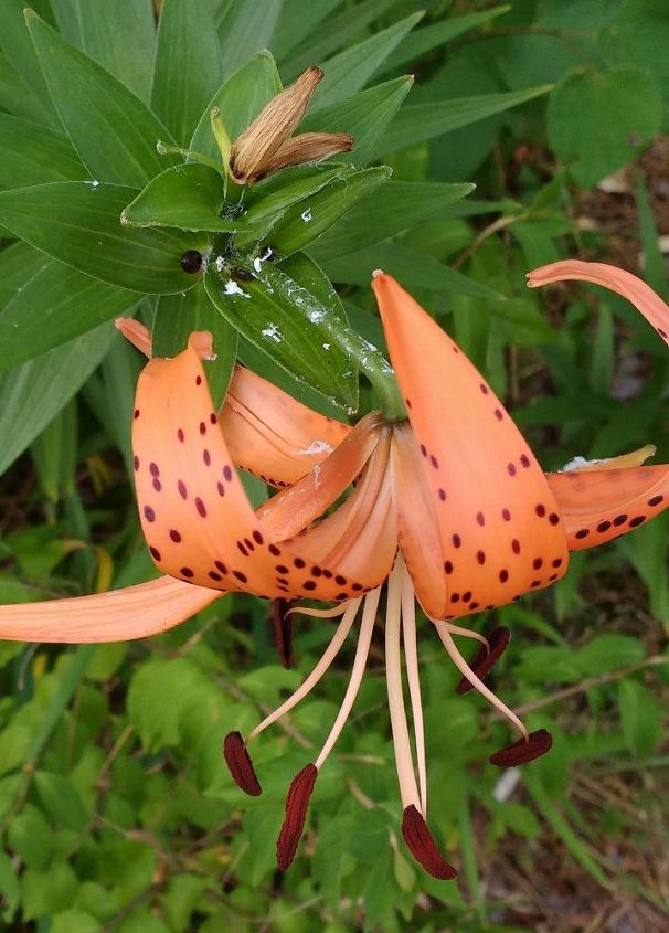 what s wrong with my tiger lily
