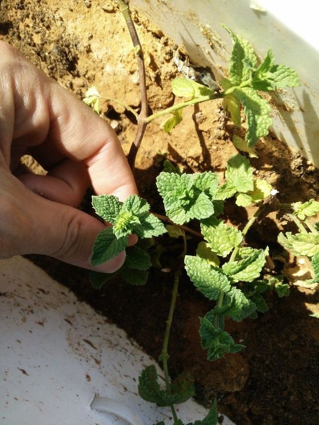 q what kind of mint is this , gardening