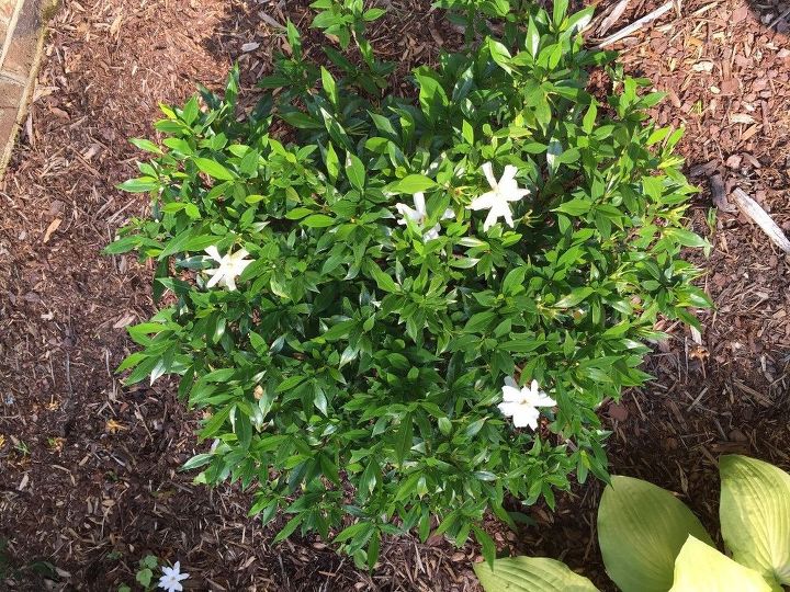 q gardenia bushes