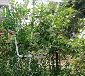 easy diy fan trellis to spruce up your vines creepers, Can t wait for the trumpet to bloom