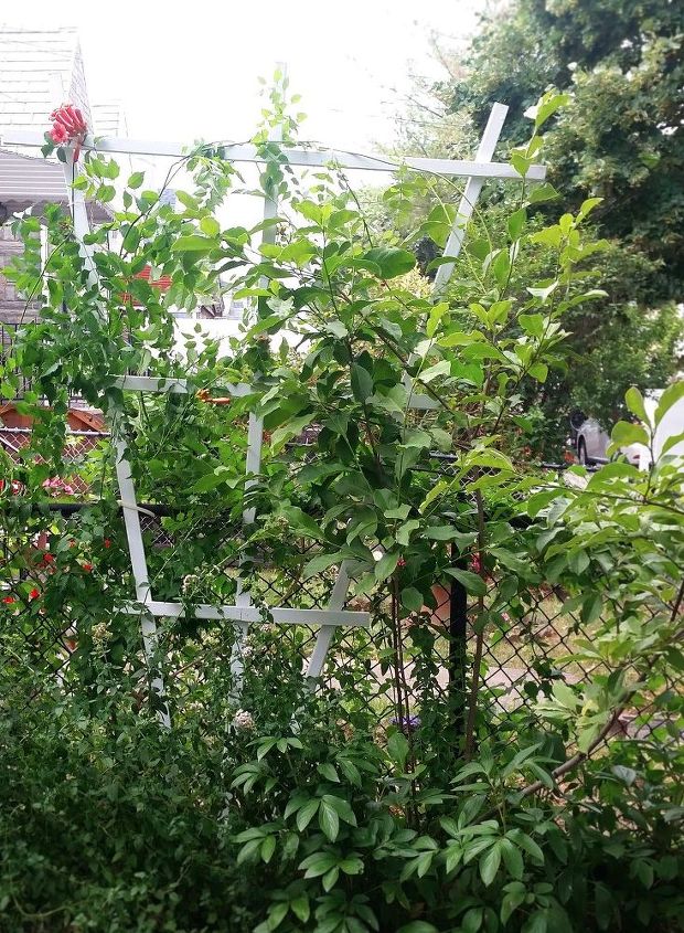 easy diy fan trellis to spruce up your vines creepers, Can t wait for the trumpet to bloom