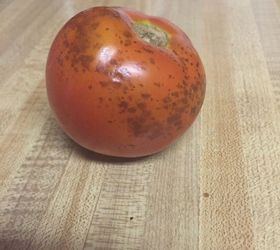 q spots on tomatos, gardening, plant care