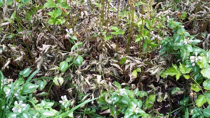 what s doing this to my astilbe