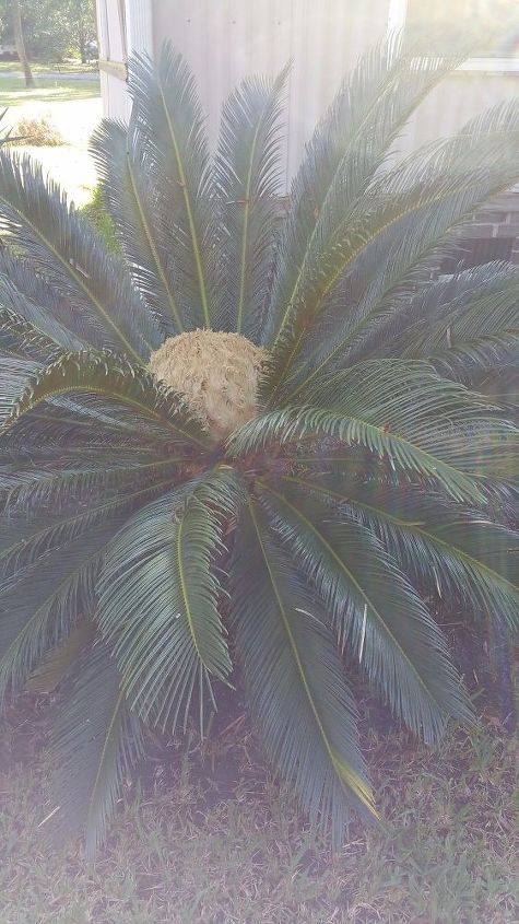 q male and female sagos , gardening, plant care, Then this huge spike globe sprouted up on another