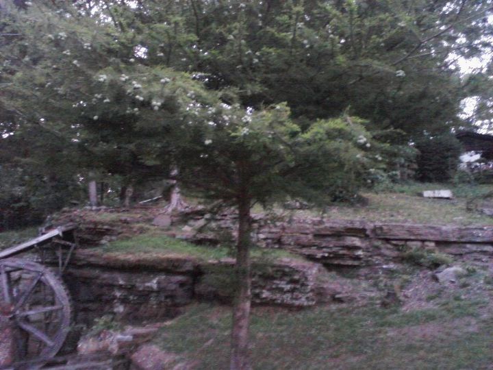 q what kind of tree is this