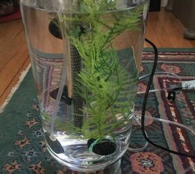 emergency fish tank, home decor, how to, pets, pets animals