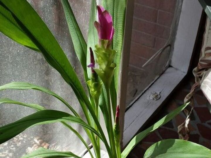 q mystery plant, gardening, plant id