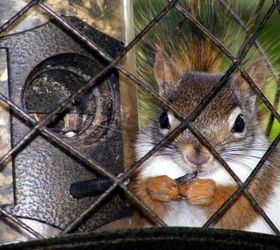 Feeding Birds by Keeping Squirrels Away