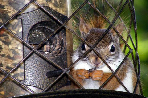 feeding birds by keeping squirrels away