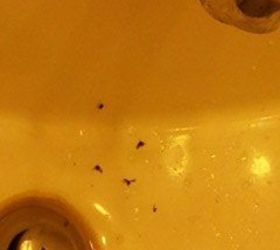 how do you get rid of sink drain flies, Pesty sink drain flies