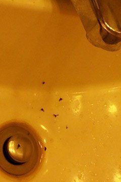 how do you get rid of sink drain flies, Pesty sink drain flies