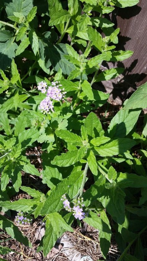 q flower or weed , gardening, plant id, Photo 1 of 3