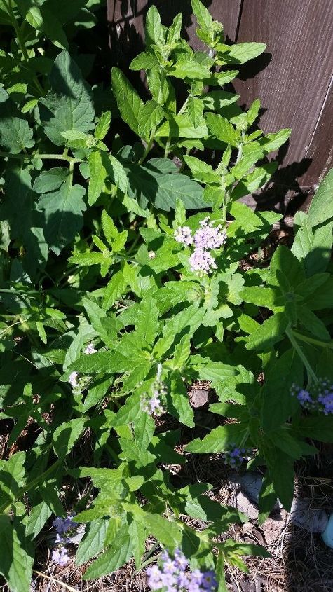 q flower or weed , gardening, plant id, Photo 2 of 3
