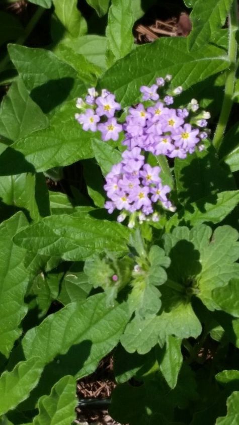 q flower or weed , gardening, plant id, Photo 3 of 3