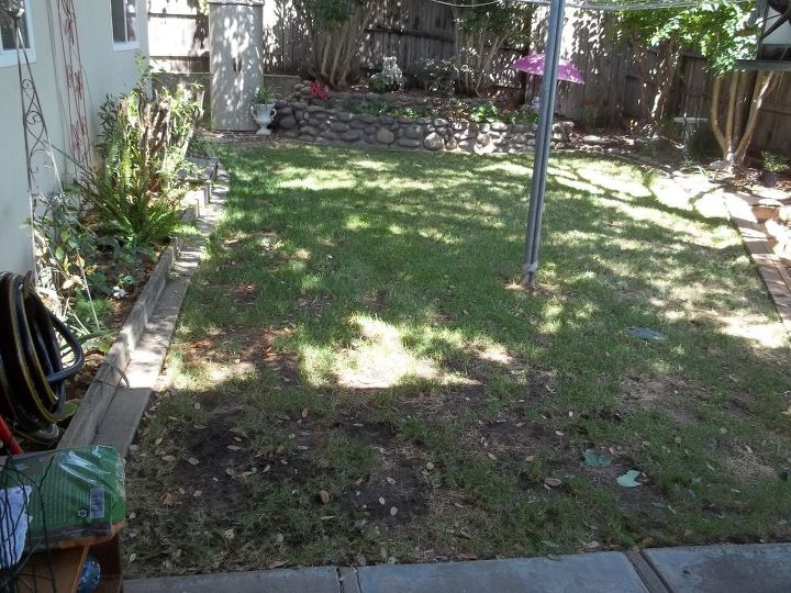 o xixi do cachorro destruiu o novo gramado, assim que parece agora depois de alguns meses de urina de cachorro