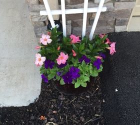 How Do I Make My Mandevilla Grow Onto The Trellis Hometalk