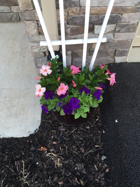 How do I make my mandevilla grow onto the trellis ? | Hometalk