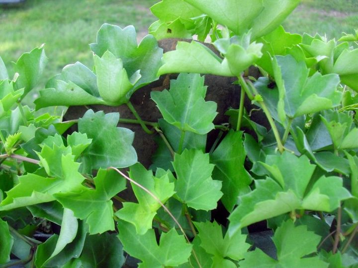 q can anyone identify this vine , gardening, plant id, It grows thick