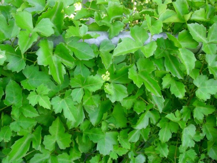 q can anyone identify this vine , gardening, plant id, The buds are white but never really open they just become tiny green balls