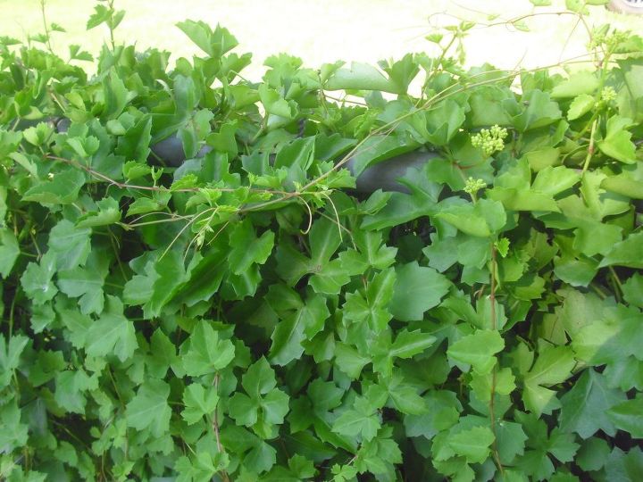 q can anyone identify this vine , gardening, plant id, It has tendrils like grape vines