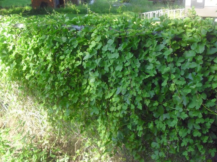 q can anyone identify this vine , gardening, plant id, It has spread all along our chain link fence