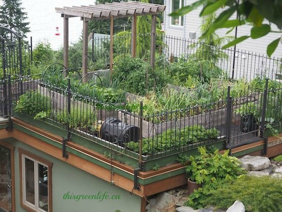 jardins orgnicos na cobertura, Jardim ecol gico no telhado