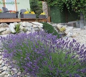 xeriscaped organic rooftop gardens, Lavender tolerates drought