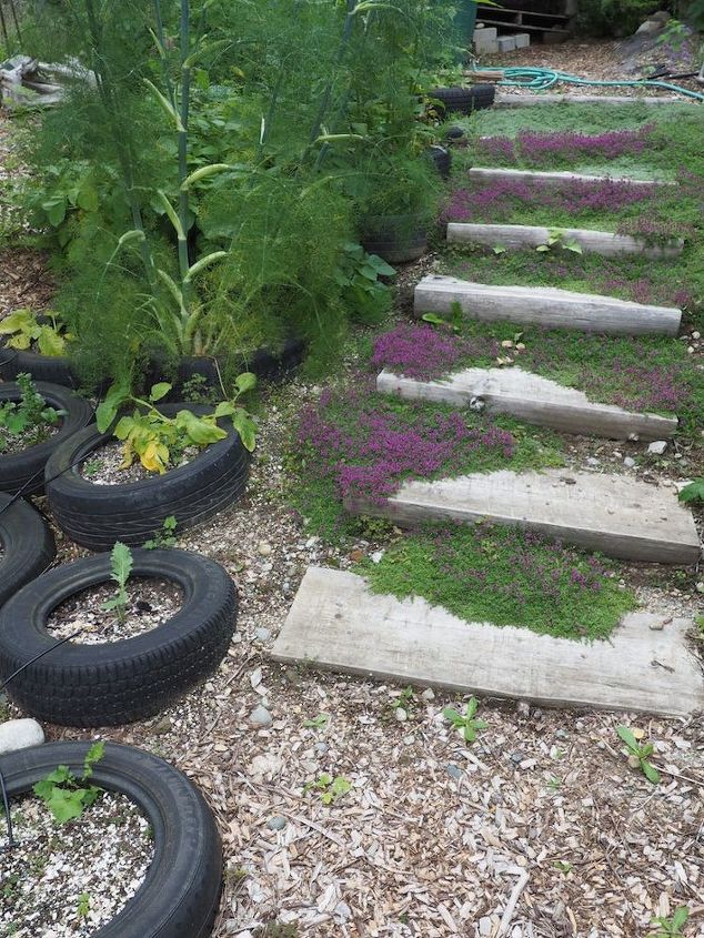 jardins orgnicos na cobertura, pneu de jardim com tomilho
