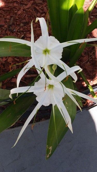 q mystery plant , flowers, gardening, plant id