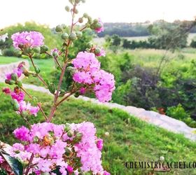 9 pink flowers for your yard that are incredibly heat tolerant, flowers, gardening, landscape