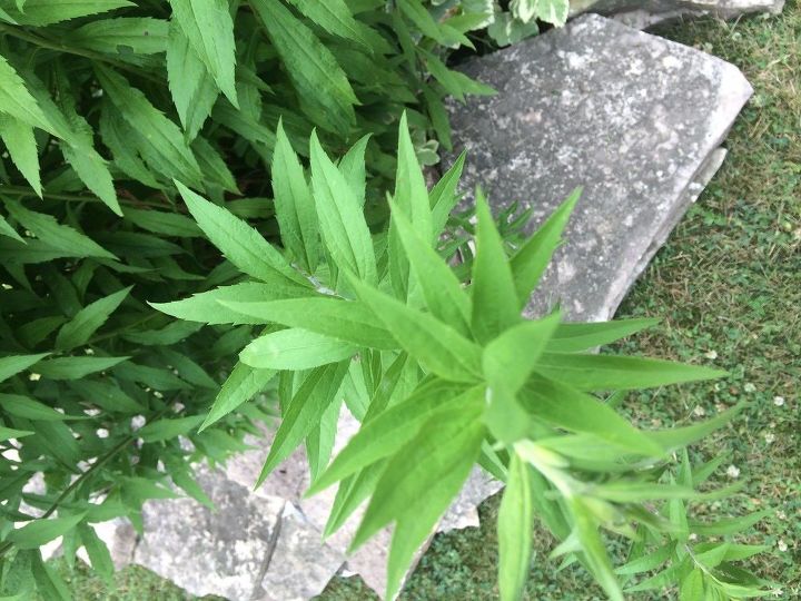 necesito ayuda para identificar esta planta