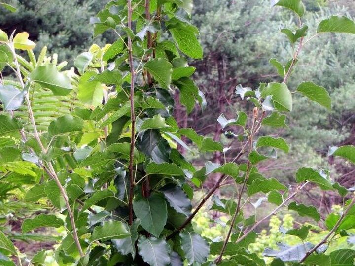 q does anyone know what kind of tree this is, gardening, plant id