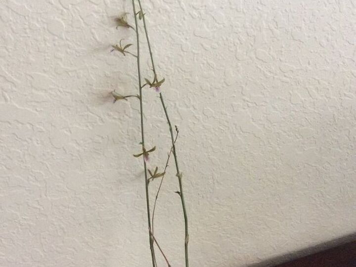 q plant, gardening, plant id