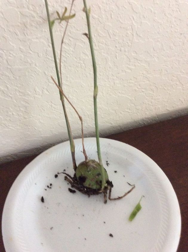 q plant, gardening, plant id