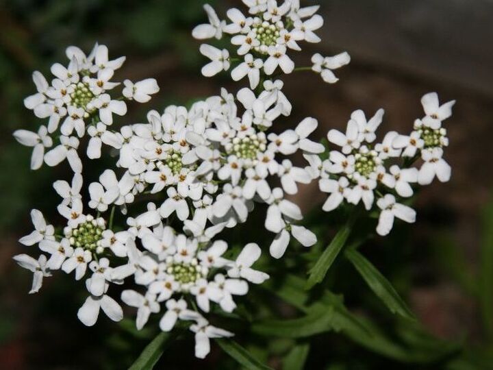 q can someone identify this plant for me, gardening, plant id