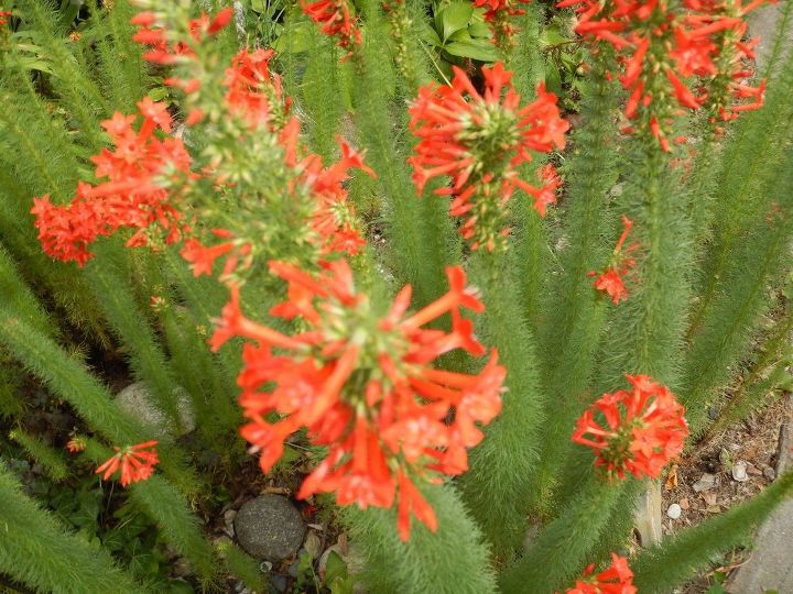 q plz name this flower grows from seed picked seeds in sd thanks, gardening, plant id, close up blossoms tall sturdy blossoms will fill good half of the stalk no smell liked by hummingbirds fine short grass like leaves thick on stalk Grows from seed