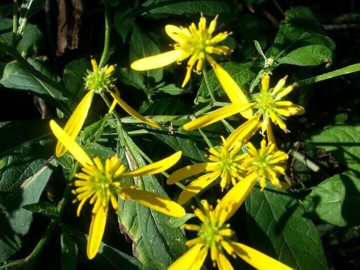 q name that plant, gardening, plant id
