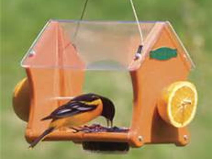 The Jelly In My Oriole Feeders Is Covered By Bumble Bees And Wasps
