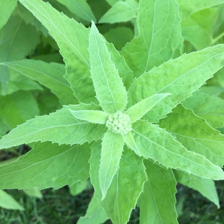 q what is this plant , gardening, plant id, Has small pink bloom 36 tall