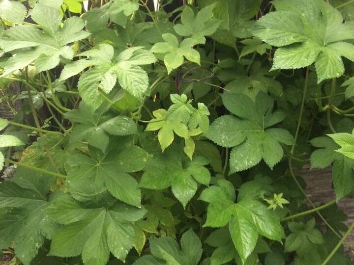 q growing in my yard , gardening, plant care, plant id, Thank you in advance