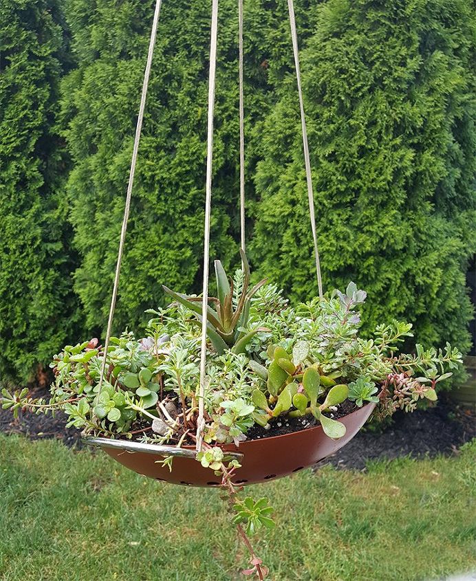 hanging succulent garden, flowers, gardening, repurposing upcycling, succulents