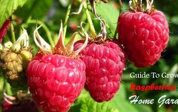 Consejos útiles para cultivar deliciosas frambuesas en el jardín de casa