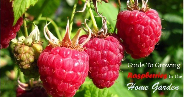 consejos utiles para cultivar deliciosas frambuesas en el jardin de casa