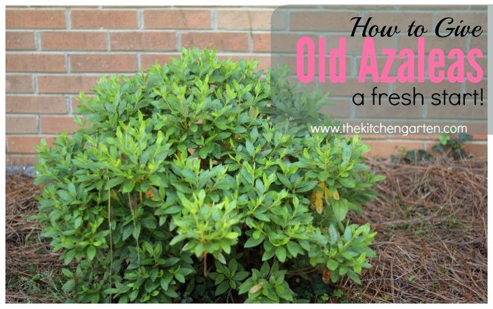 how to refresh old azaleas , gardening, how to